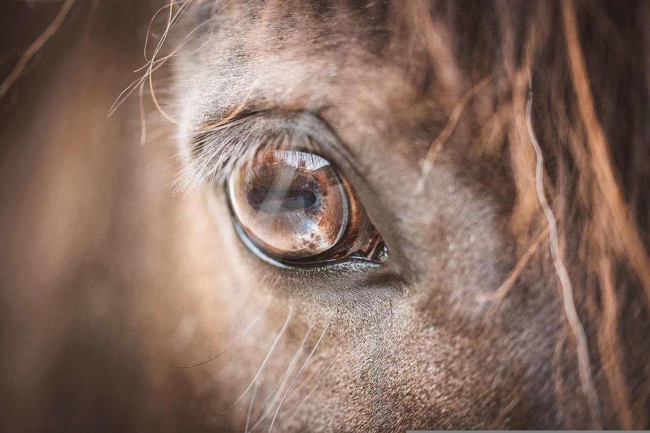 eye, horse, pony-6315225.jpg